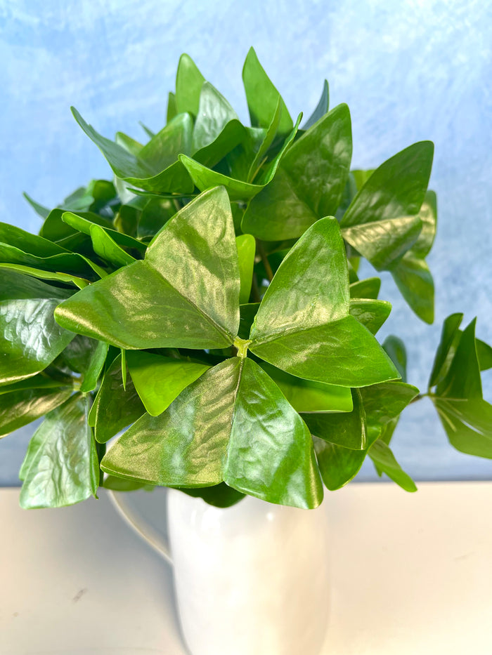 UV Protect Garden Oxalis Plant