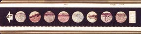 Box of 10 Microslides - Cells of Your Body