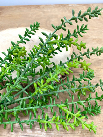 Green Journey Sedum Spray