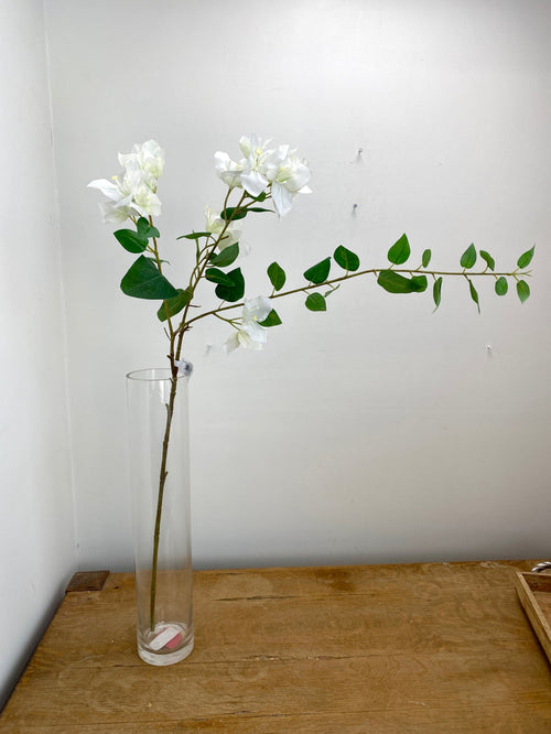 Greenhouse Cream Bougainvillea Spray