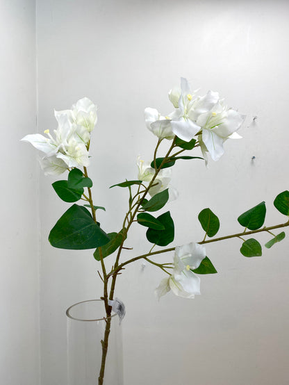 Greenhouse Cream Bougainvillea Spray