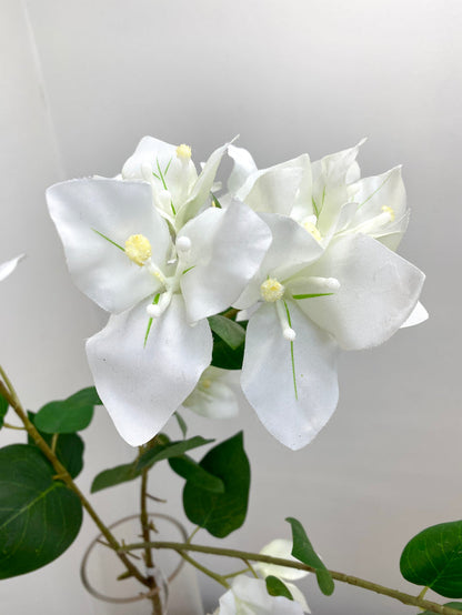 Greenhouse Cream Bougainvillea Spray