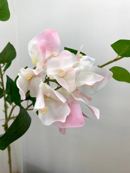 Greenhouse Pink Bougainvillea Spray