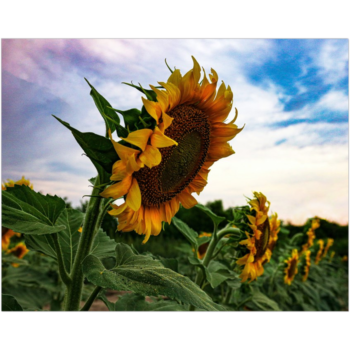 Kansas Sunflowers Fine Art Print