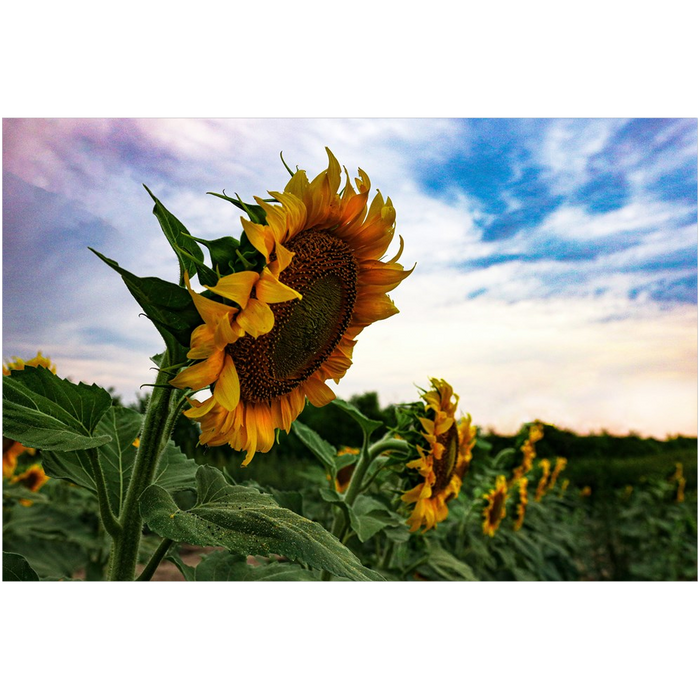 Kansas Sunflowers Fine Art Print