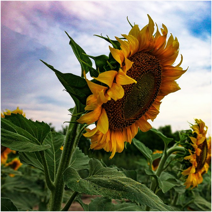 Kansas Sunflowers Fine Art Print