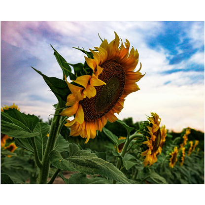 Kansas Sunflowers Fine Art Print