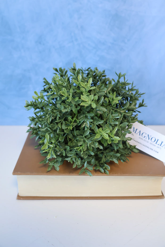 New England Boxwood Half Sphere