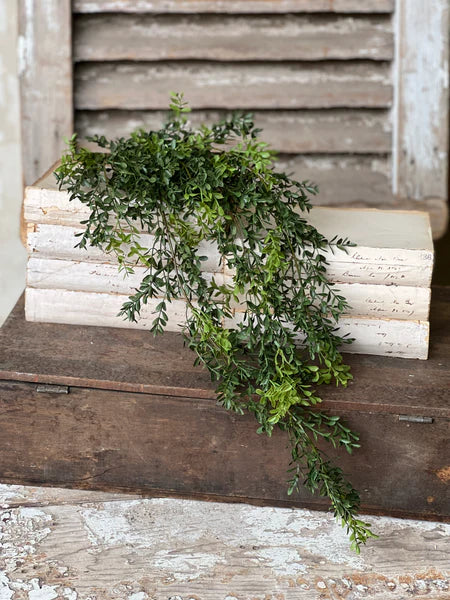 New England Boxwood Hanging Bush