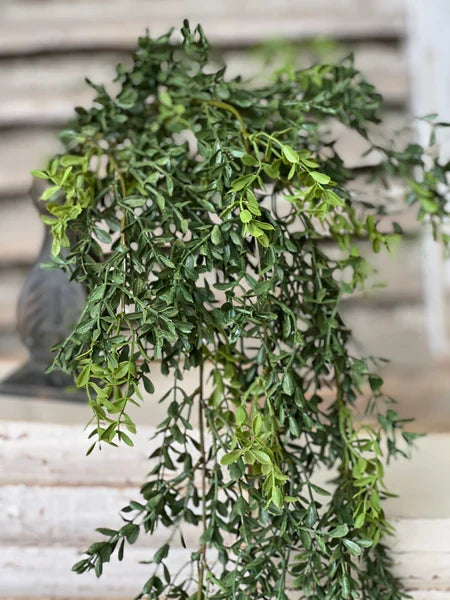 New England Boxwood Hanging Bush