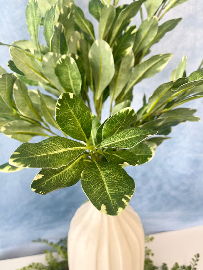 Pittosporum Spray