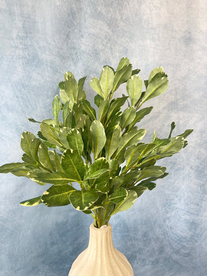 Pittosporum Spray