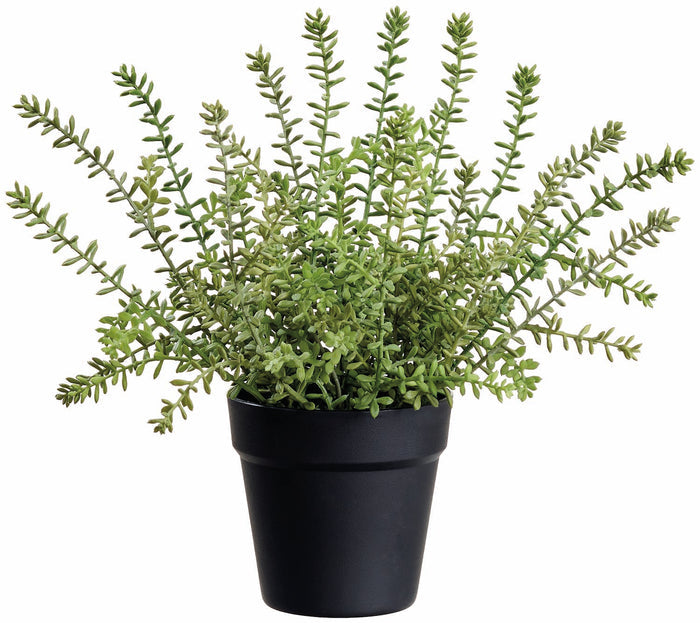 Potted Garden Sedum Plant