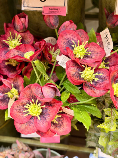 Sophia Hellebore Spray