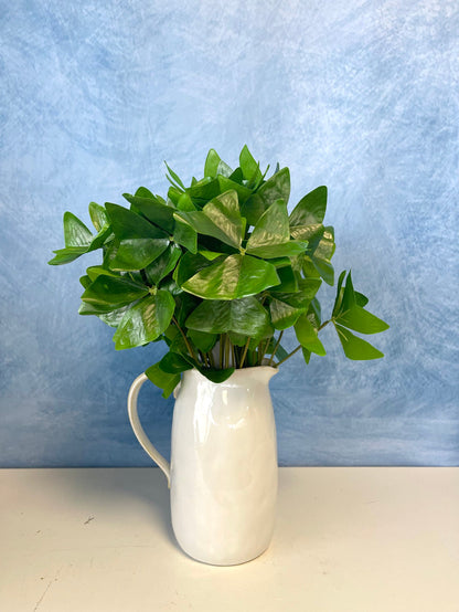 UV Protect Garden Oxalis Plant