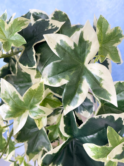 UV Protect Hanging Garden Ivy Bush