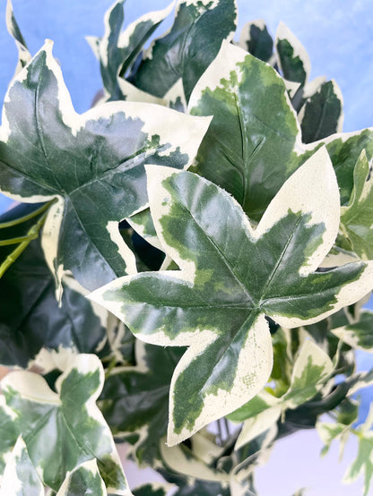 UV Protect Hanging Garden Ivy Bush