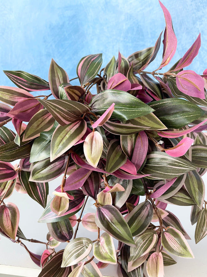 UV Protect Wandering Jew Hanging Bush