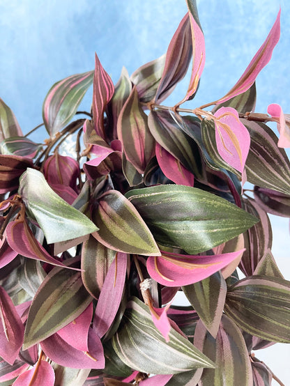UV Protect Wandering Jew Hanging Bush