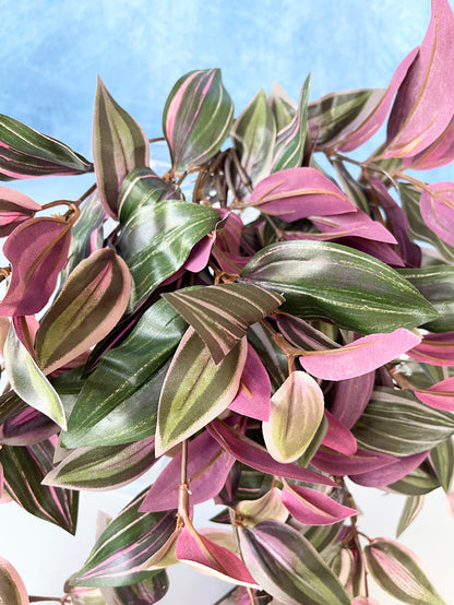 UV Protect Wandering Jew Hanging Bush